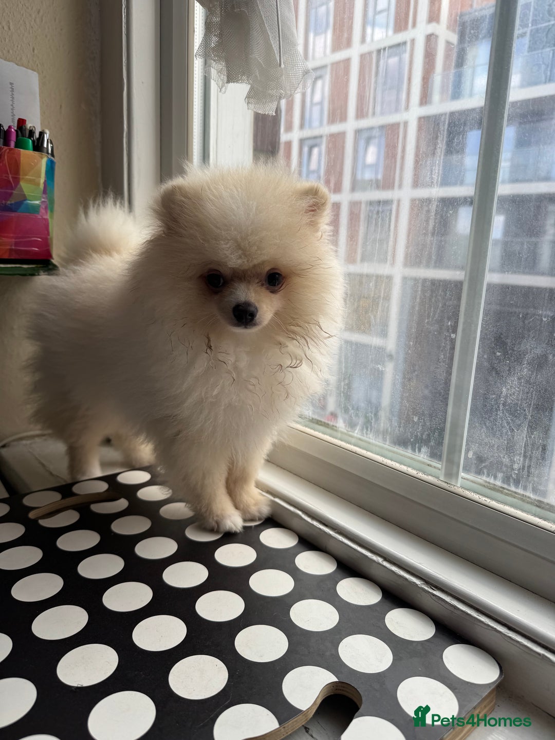 Pomeranian dogs for sale: 🐾🐶💙 Pomeranian puppy 💙🐶🐾 - Image 5