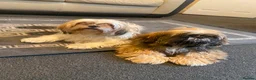Shih Tzu dogs for sale: Shih Tzu in Nelson - Advert 3