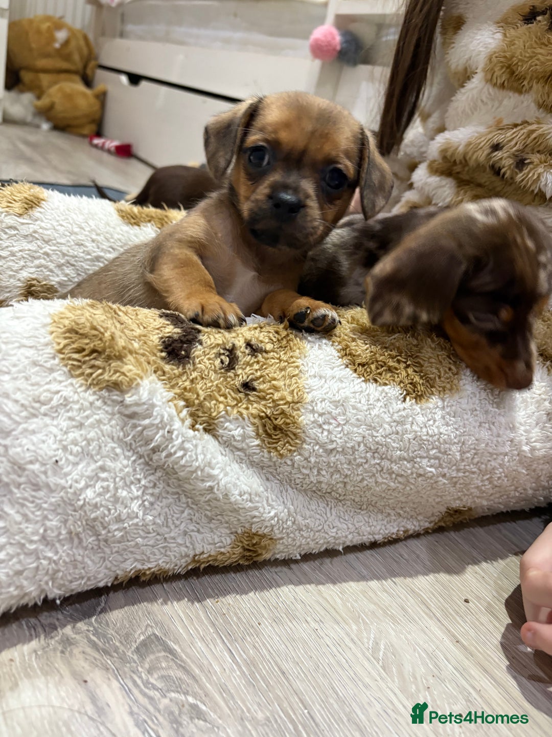 Mixed Breed dogs for sale: Pug x Miniature Dachshund  - Advert 2