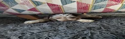 Cockapoo dogs for sale: Stunning Cockapoo Puppies - Advert 3