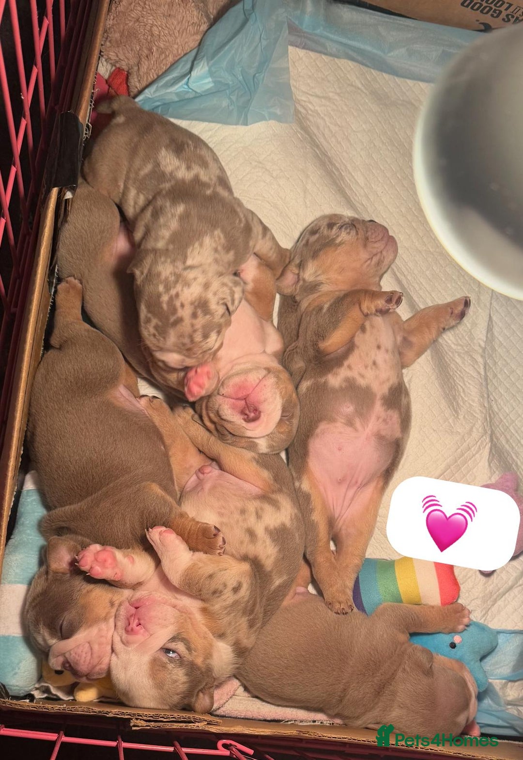 English Bulldog dogs for sale: ✨ Exceptional Bulldog Puppies Available ✨ - Advert 7
