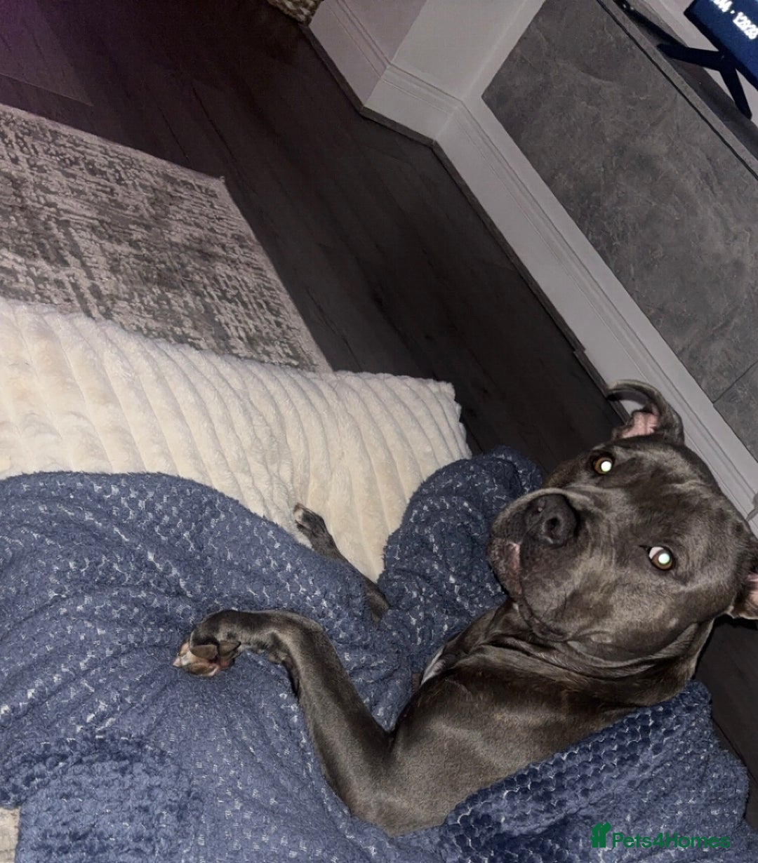 Mixed Breed dogs for sale: Blue Staffordshire bull terrier mixed - Advert 1