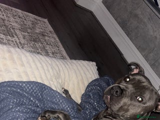 Mixed Breed dogs Blue Staffordshire bull terrier mixed - Advert 1