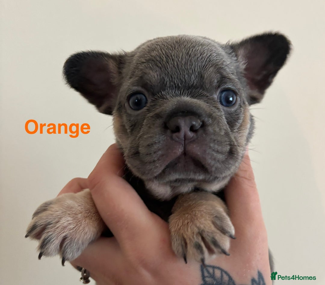 French Bulldog dogs for sale: 3 Female French bulldog puppies  - Image 17