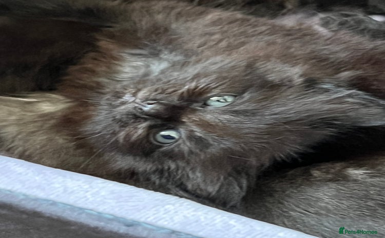 Maine Coon cats - Advert 4
