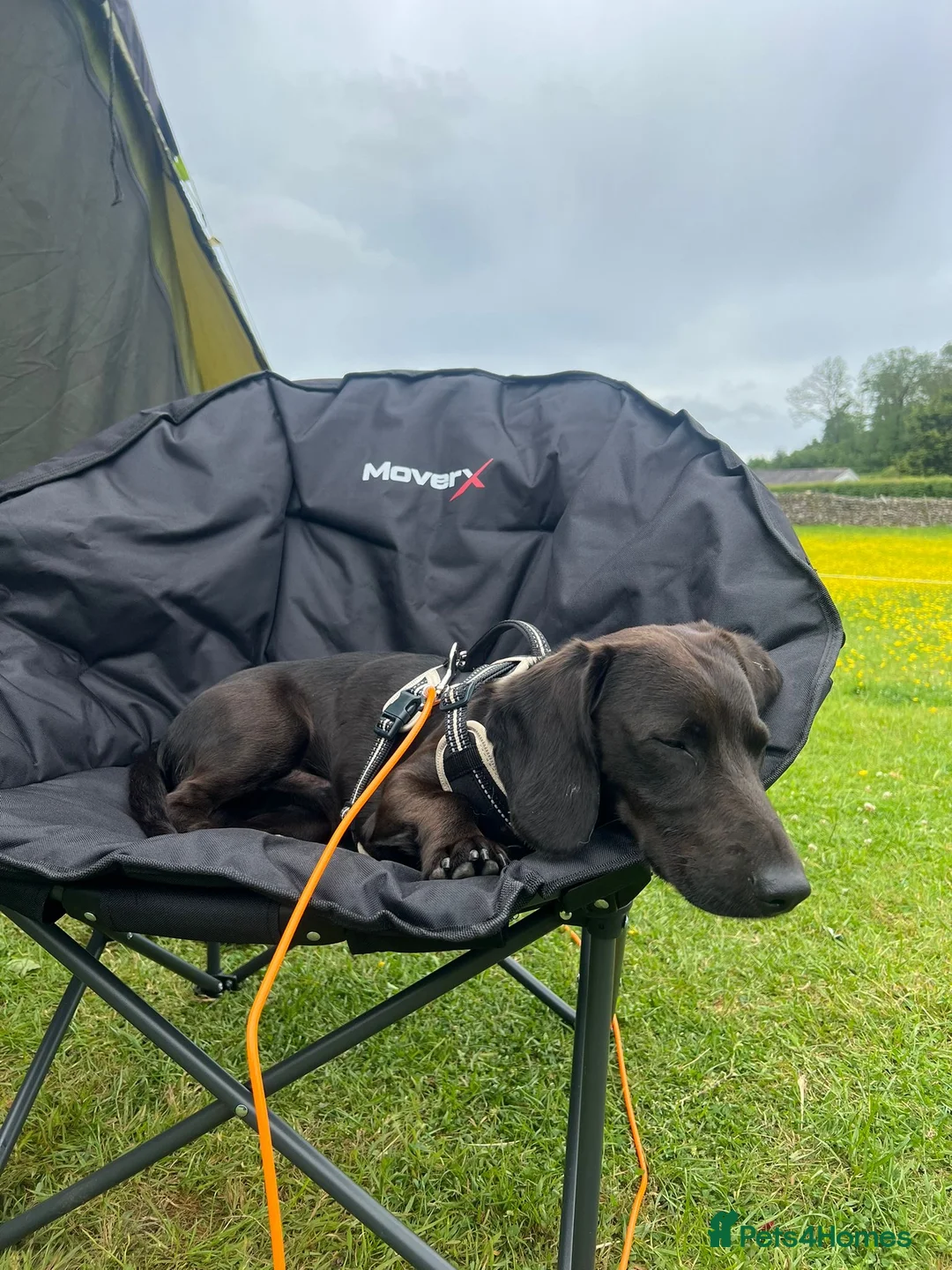 Mixed Breed dogs for sale: Dallas the cocker sausage cross  - Advert 2