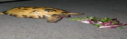 Tortoise reptiles for sale: Horsefield (Russian) Tortoise (Doris) 5years old - Advert 1