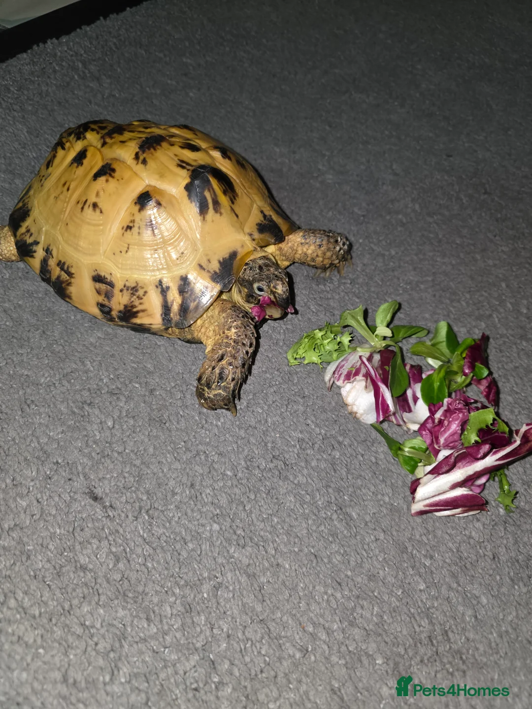 Tortoise reptiles for sale: Horsefield (Russian) Tortoise (Doris) 5years old - Advert 1