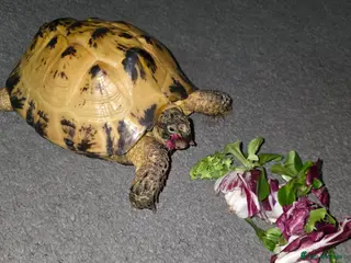Tortoise reptiles Horsefield (Russian) Tortoise (Doris) 5years old - Advert 4
