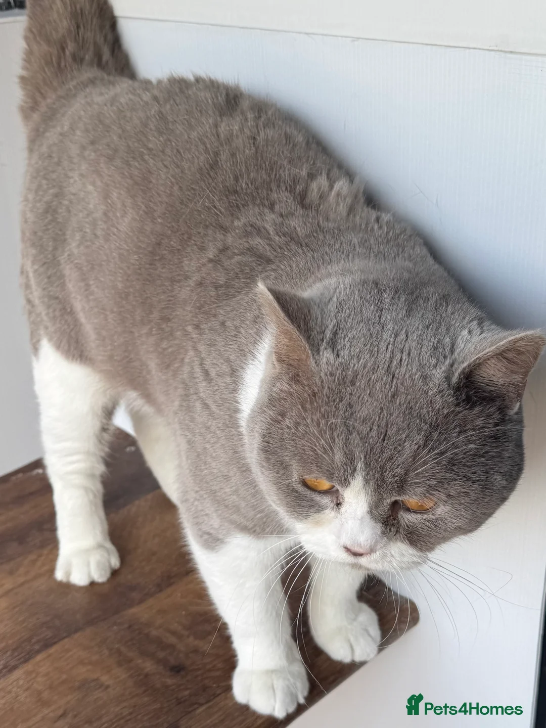 British Shorthair cats for stud: Stunning BSH lilac bi colour boy in Swansea - Advert 5