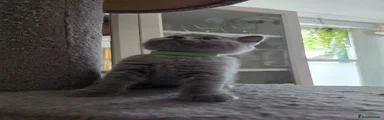 British Shorthair 1
