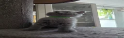 British Shorthair cats for sale: British Shorthair Kittens Looking for Loving Homes - Advert 3