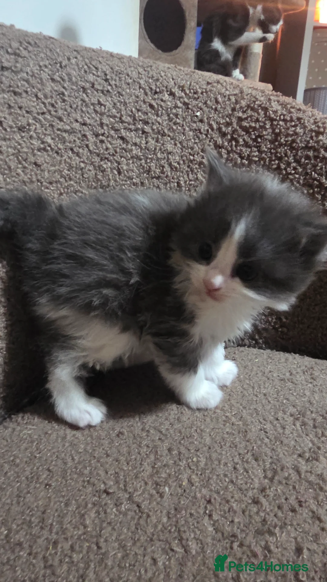 Ragdoll cats for sale: 4 gorgeous ragdoll cross Persian  - Advert 2