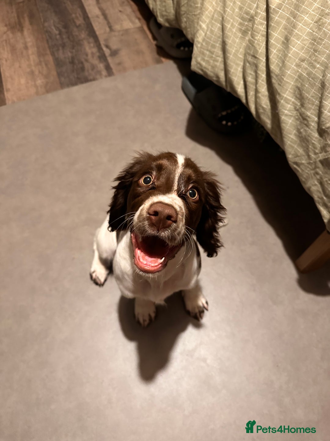 Sprocker dogs for sale: Sprocker one year - Advert 6