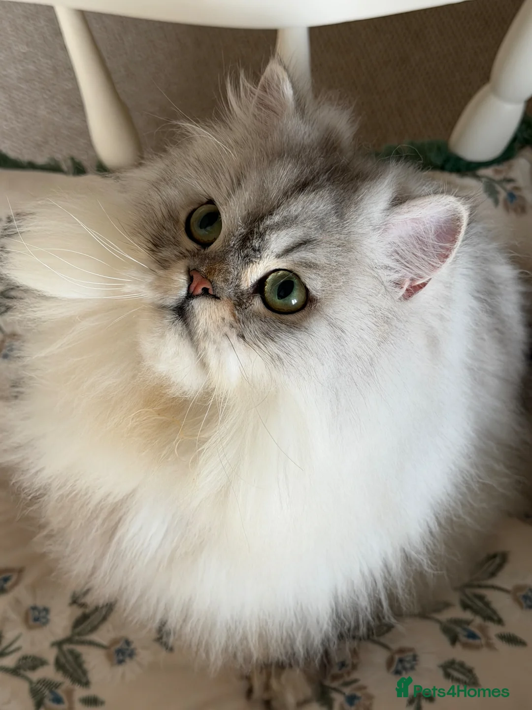 Persian cats for sale: Two Fabulous Persians,, Must Go Together! - Advert 2