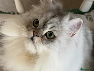 Persian cats Two Fabulous Persians,, Must Go Together! - Advert 1