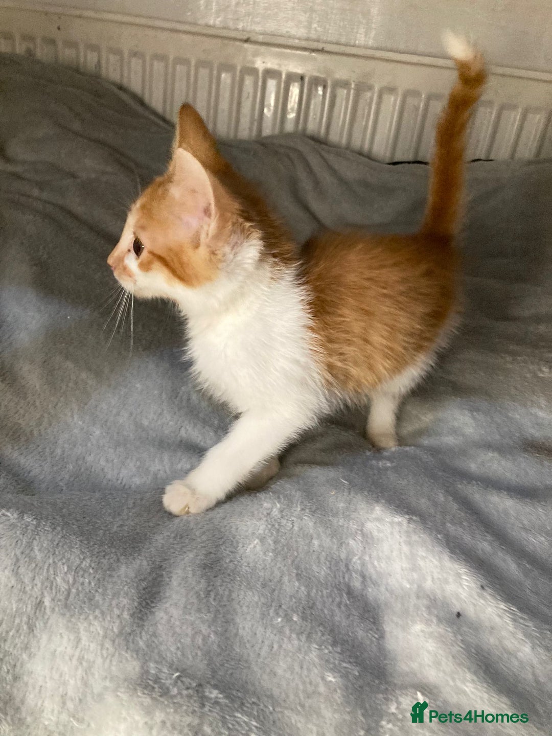 Mixed Breed cats for sale: Semi long hair and ginger kittens - Image 4
