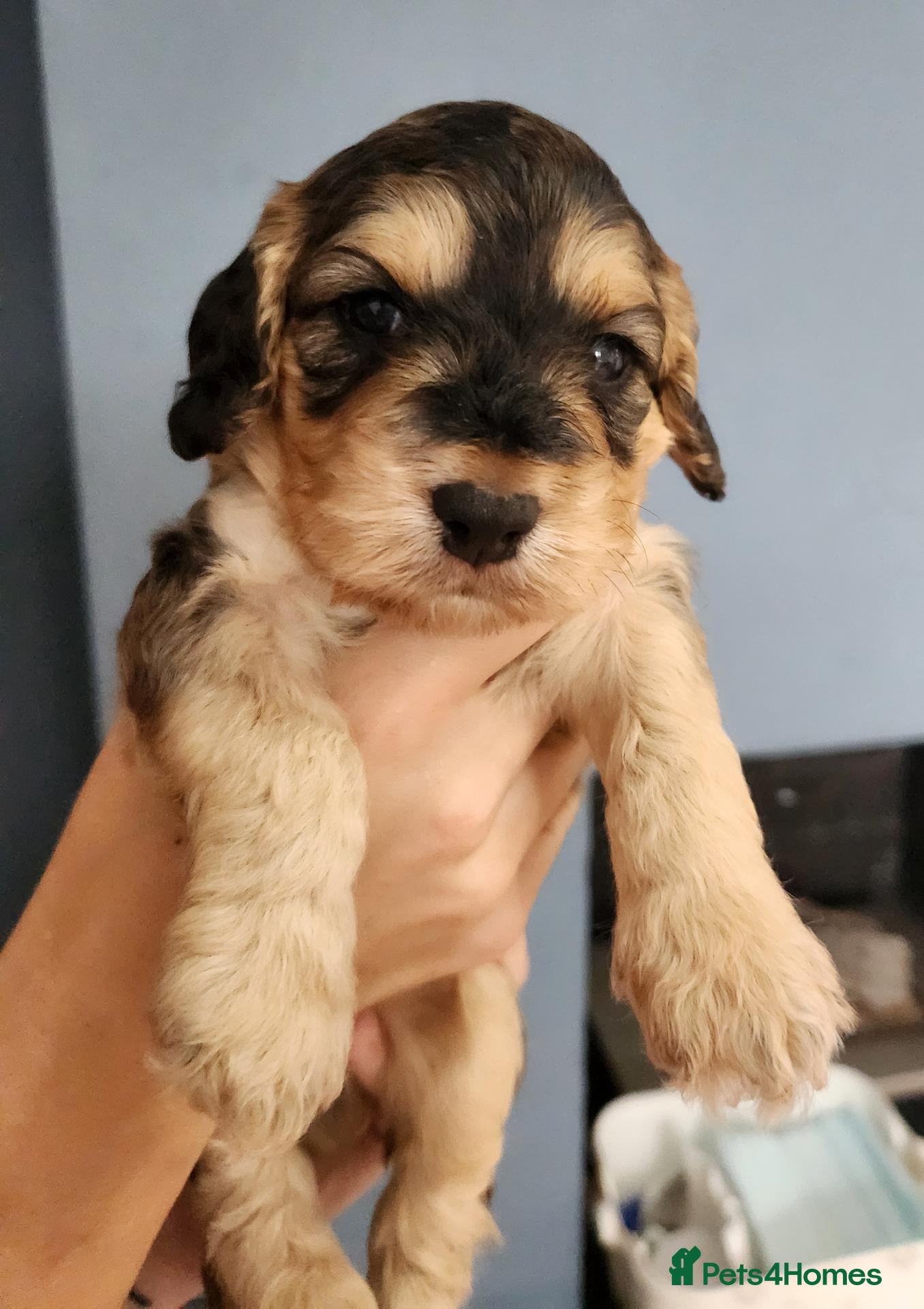 Cockapoo dogs 5 F1B Cockapoo puppies - Advert 2