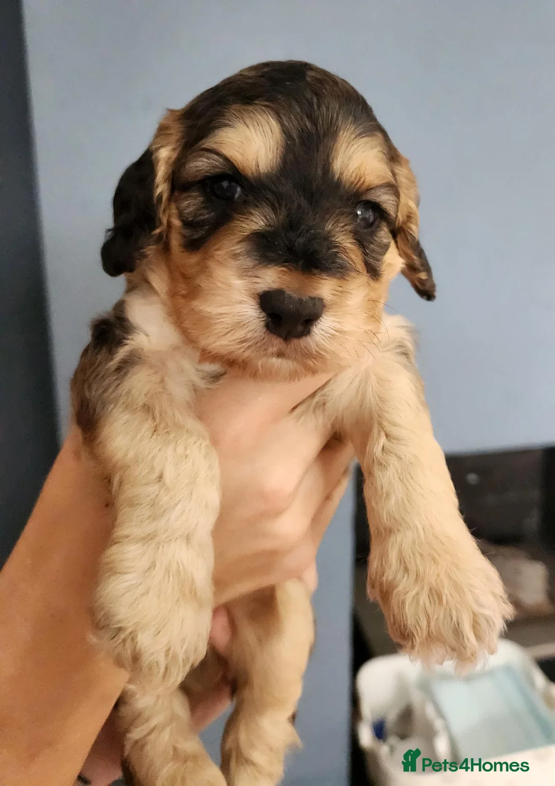 Cockapoo dogs for sale: 5 F1B Cockapoo puppies - Advert 1