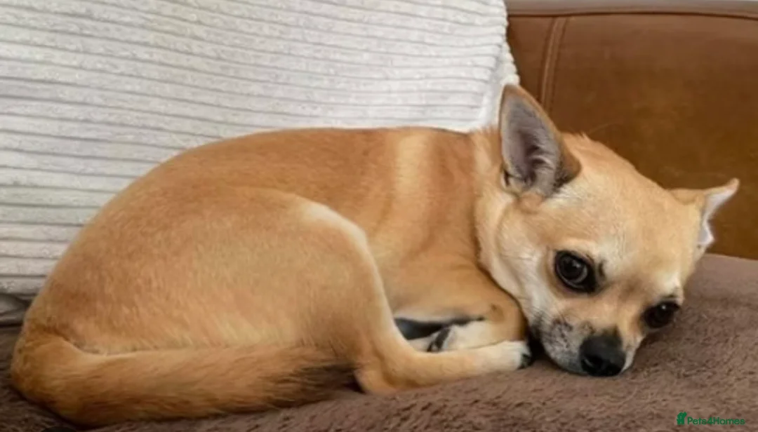 Chihuahua dogs for sale: Chihuahua pups  - Advert 1