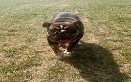 English Bulldog dogs for sale: Chocolate Tri female English bulldog  - Image 4