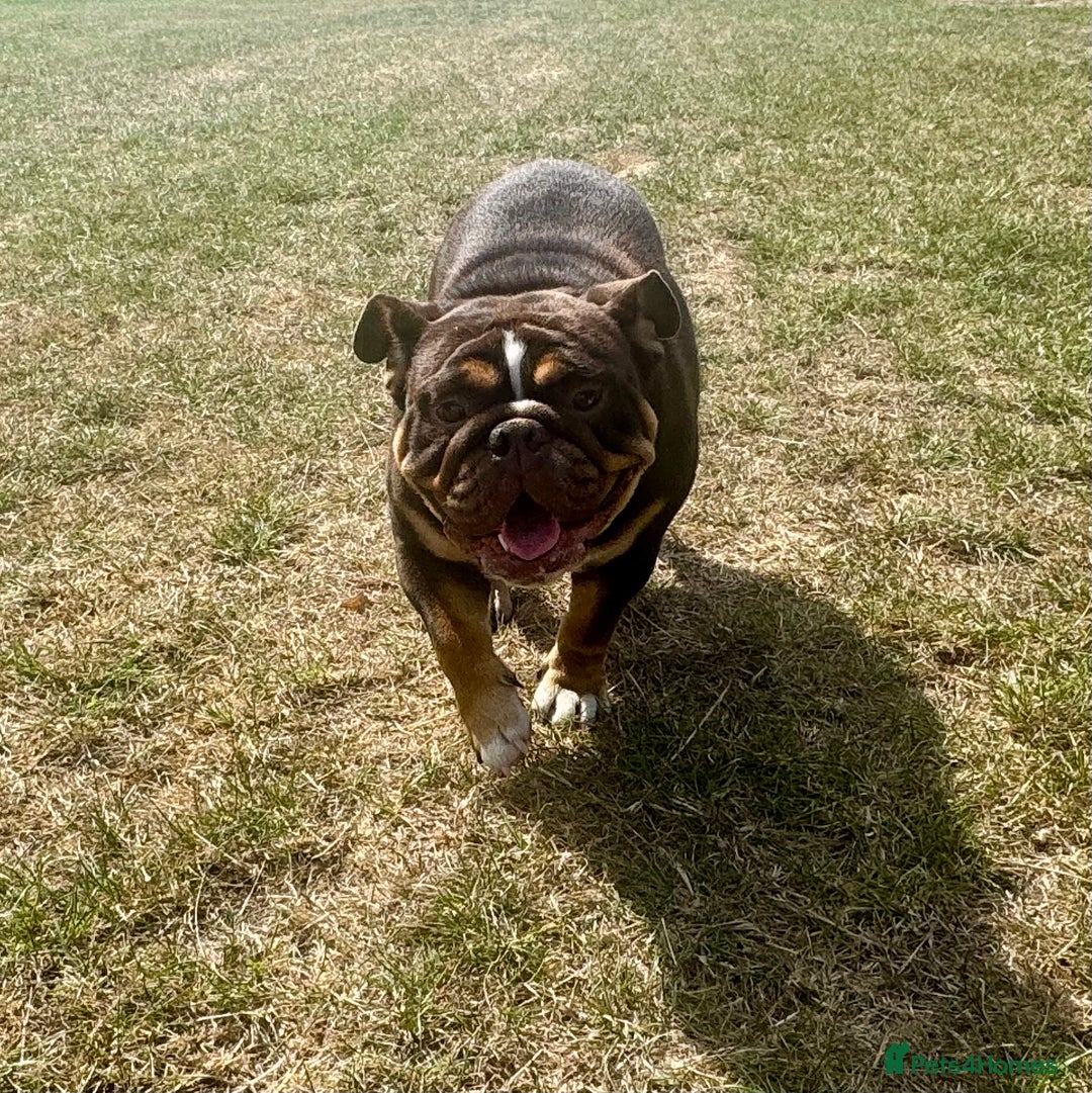 English Bulldog dogs for sale: Chocolate Tri female English bulldog  - Image 4