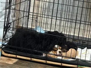 Cocker Spaniel dogs Beautiful cocker spaniel puppies look new home - Advert 1