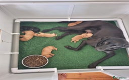 Labrador Retriever dogs for sale: Exceptional KC Labrador Puppies for Sale - Image 11