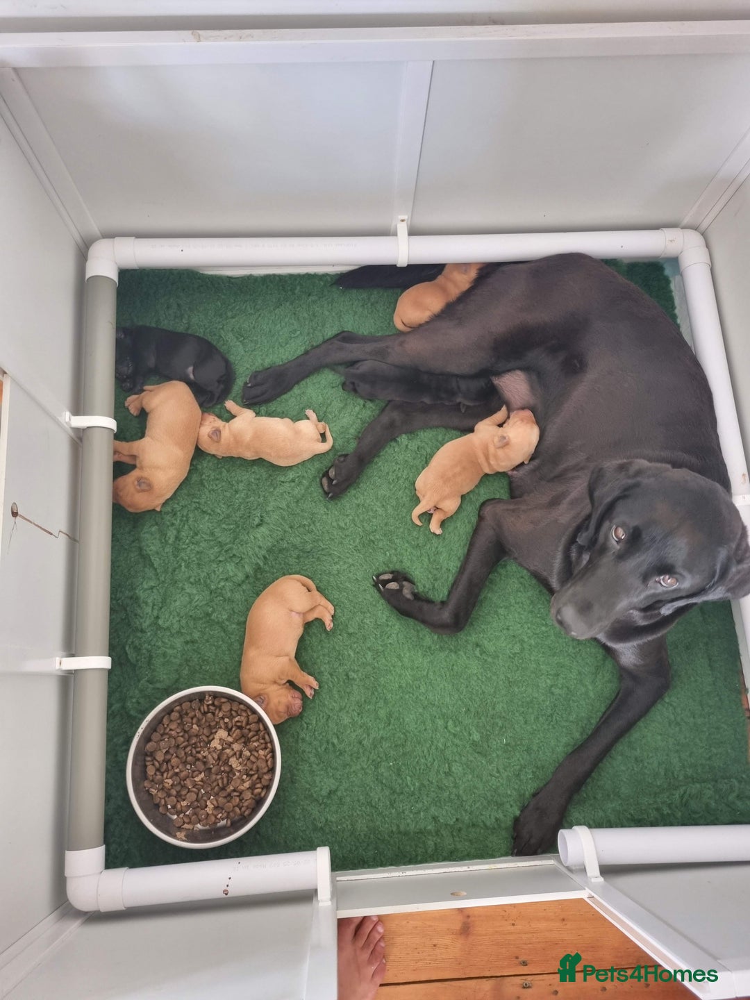 Labrador Retriever dogs for sale: Exceptional KC Labrador Puppies for Sale - Image 11