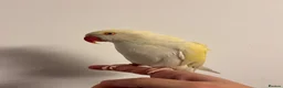 Ringnecks birds for sale: Creamino Indian RingNeck Parrot - Advert 1