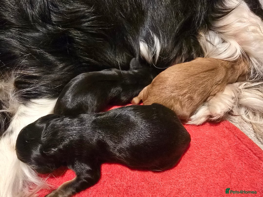Cavalier King Charles Spaniel dogs for sale: Specialist Tested Cavalier King Charles  - Image 2