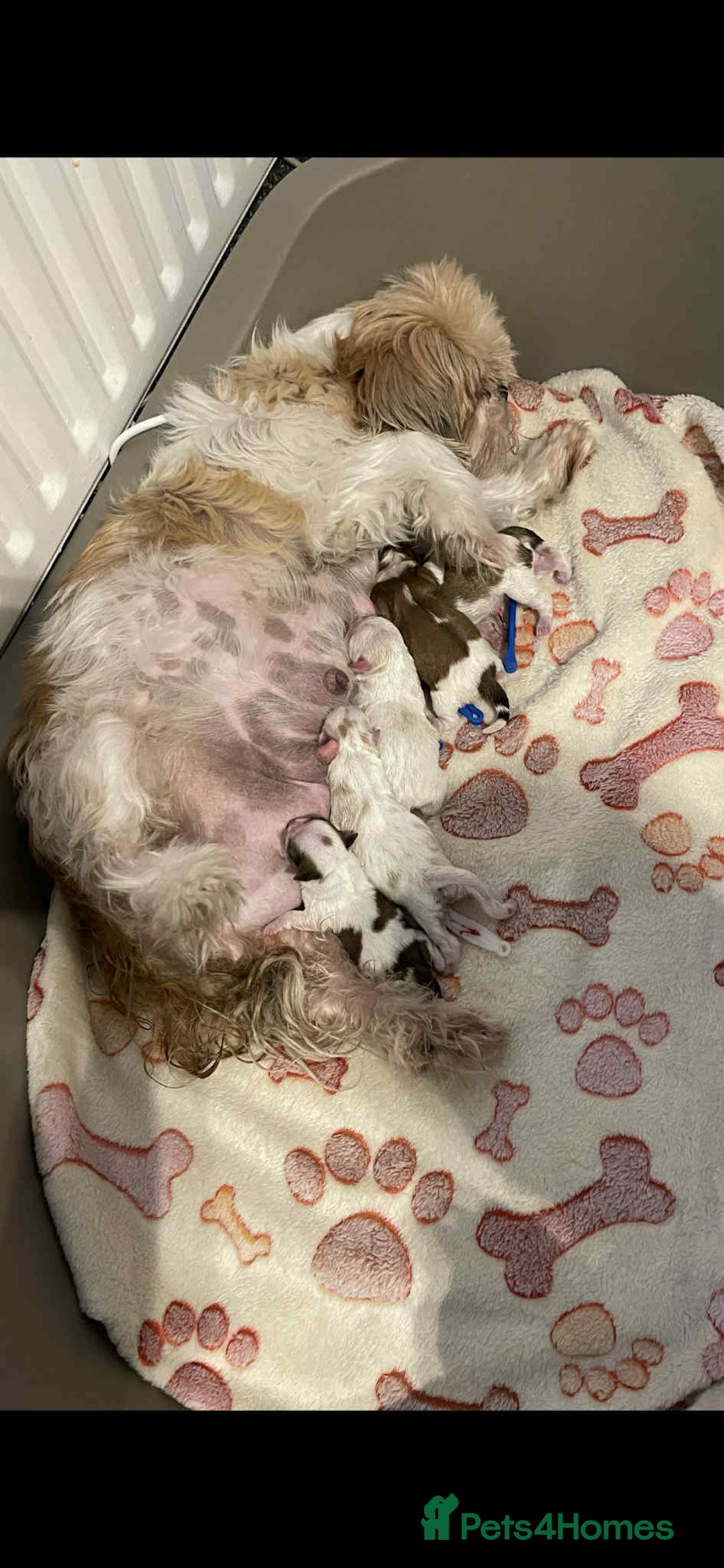 Shih Tzu dogs for sale: Five Adorable Puppies Looking for Loving Families - Image 7