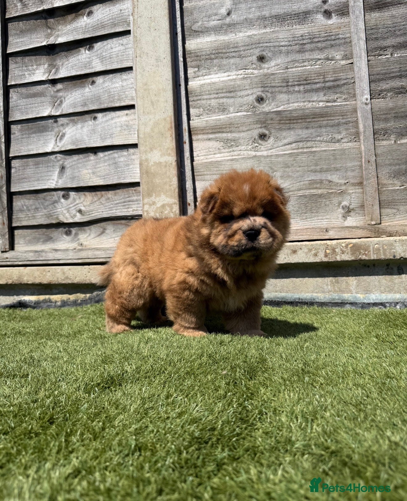 Chow Chow dogs K.c registered chow chow puppies - Advert 9