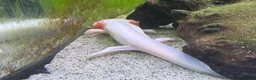 Axolotl reptiles for sale: Two Axolotyls and Full Tank Set-up - Advert 4