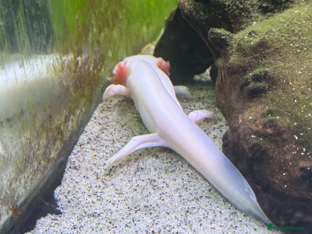 Axolotl reptiles for sale: Two Axolotyls and Full Tank Set-up - Advert 4
