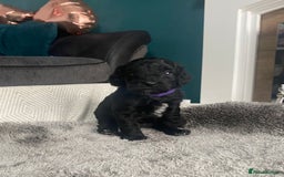 Cockapoo dogs for sale: **Last** Male Cockapoo Puppies avaliable 8th Oct  - Image 12
