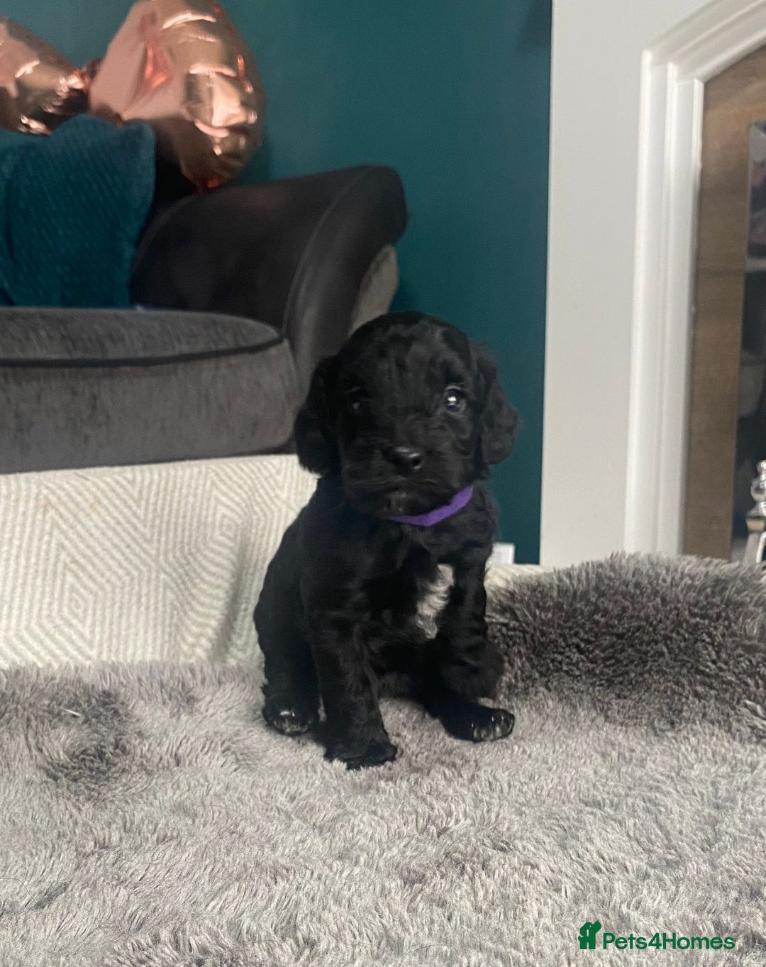 Cockapoo dogs for sale: **Last** Male Cockapoo Puppies avaliable 8th Oct  - Image 12