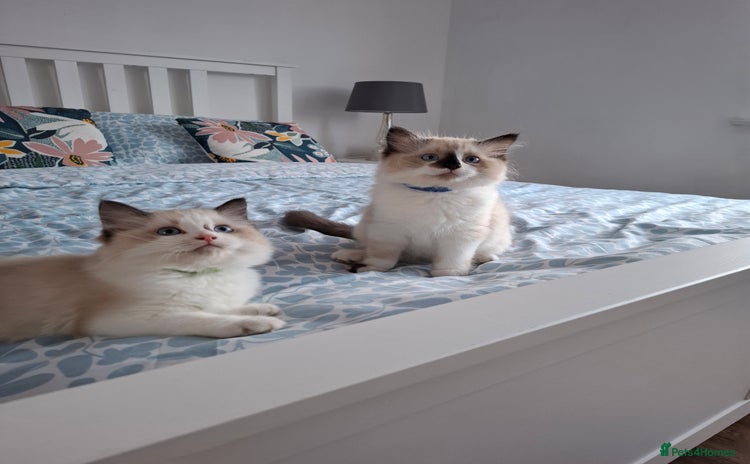 Ragdoll cats - Advert 2
