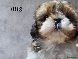 Shih Tzu dogs 💞 PURE STANDARD SHIH TZU 💕 - Advert 6