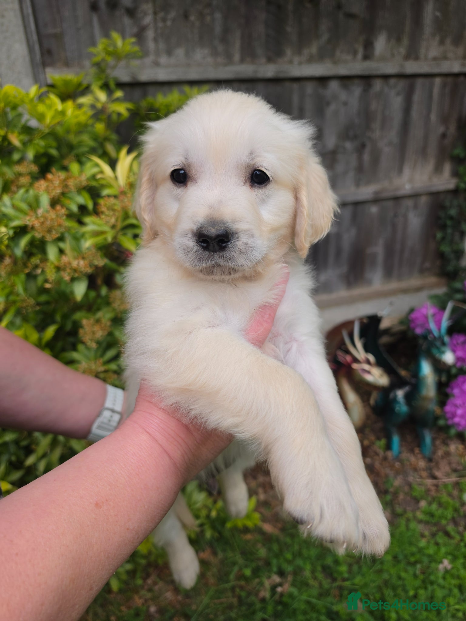 Golden Retriever dogs Cream Male Golden Retrievers - Advert 3