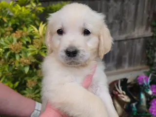 Golden Retriever dogs Cream Male Golden Retrievers - Advert 13