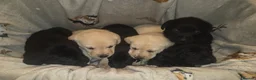 Labrador Retriever dogs for sale: Labrador puppies * 2 left * - Advert 3