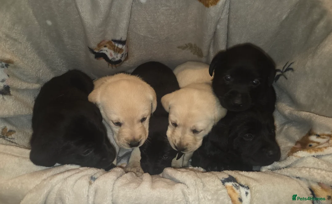 Labrador Retriever dogs for sale: Labrador puppies * 2 left * - Advert 3