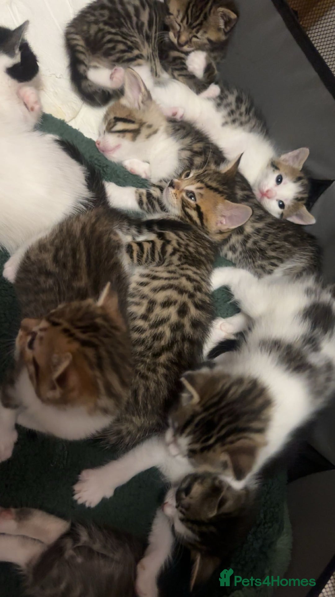Mixed Breed cats for sale: Kittens for sale  - Image 2