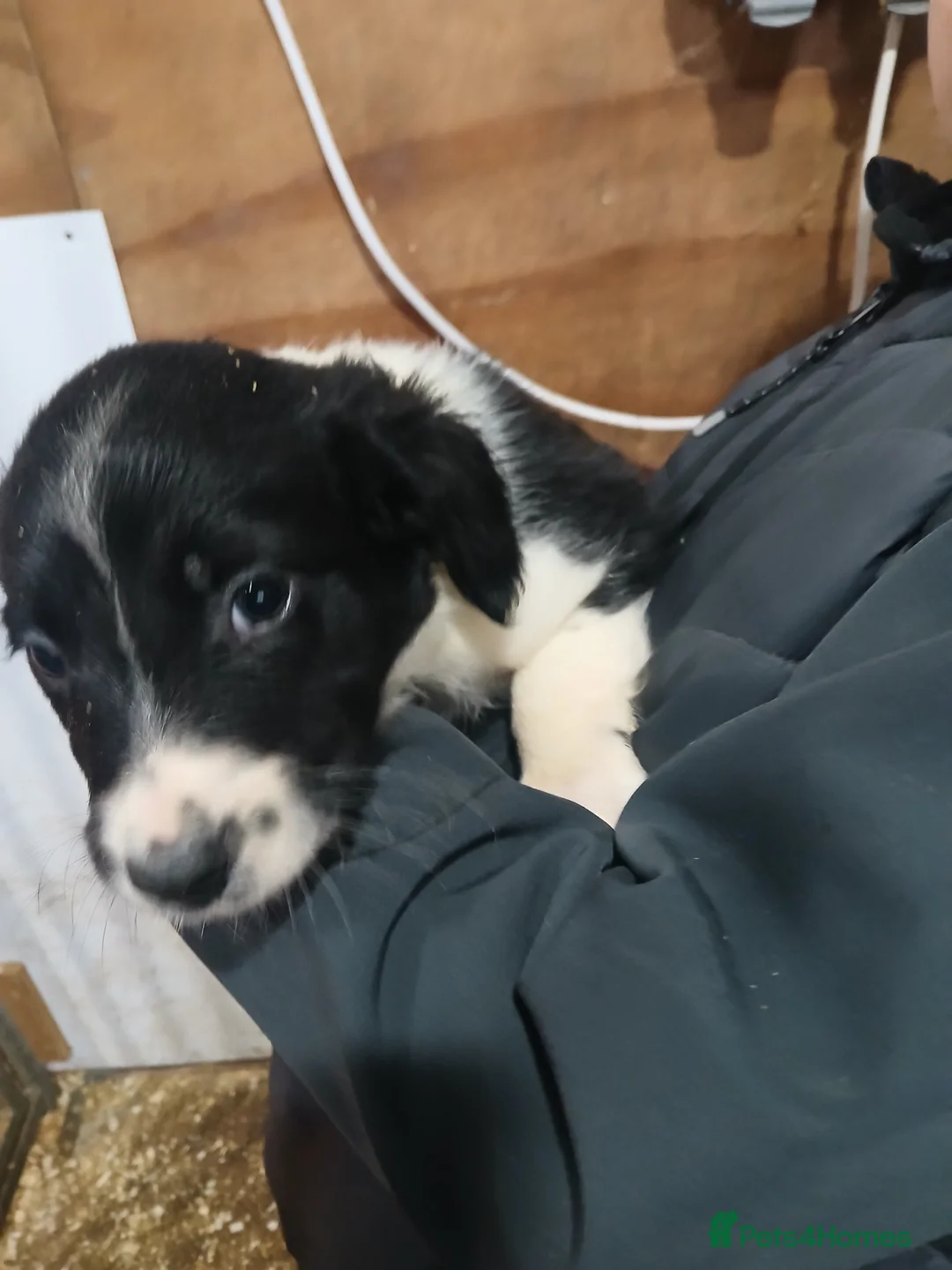 Sprollie dogs for sale: Sprollie Puppies - Advert 5