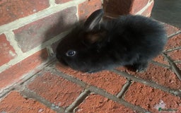 Dwarf Lop rabbits for sale: Dwraf Buinnes for Sale  - Advert 16