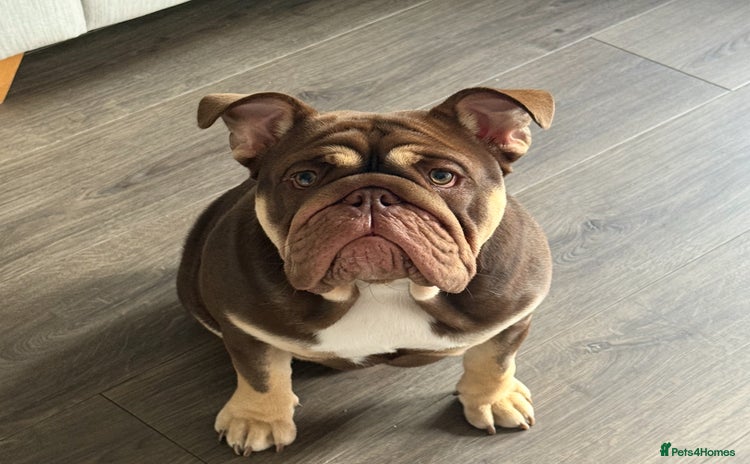 English Bulldog dogs - Advert 17