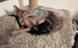 Mixed Breed cats for sale: 4 Tabby cats and one black with Sphynx mother - Image 6