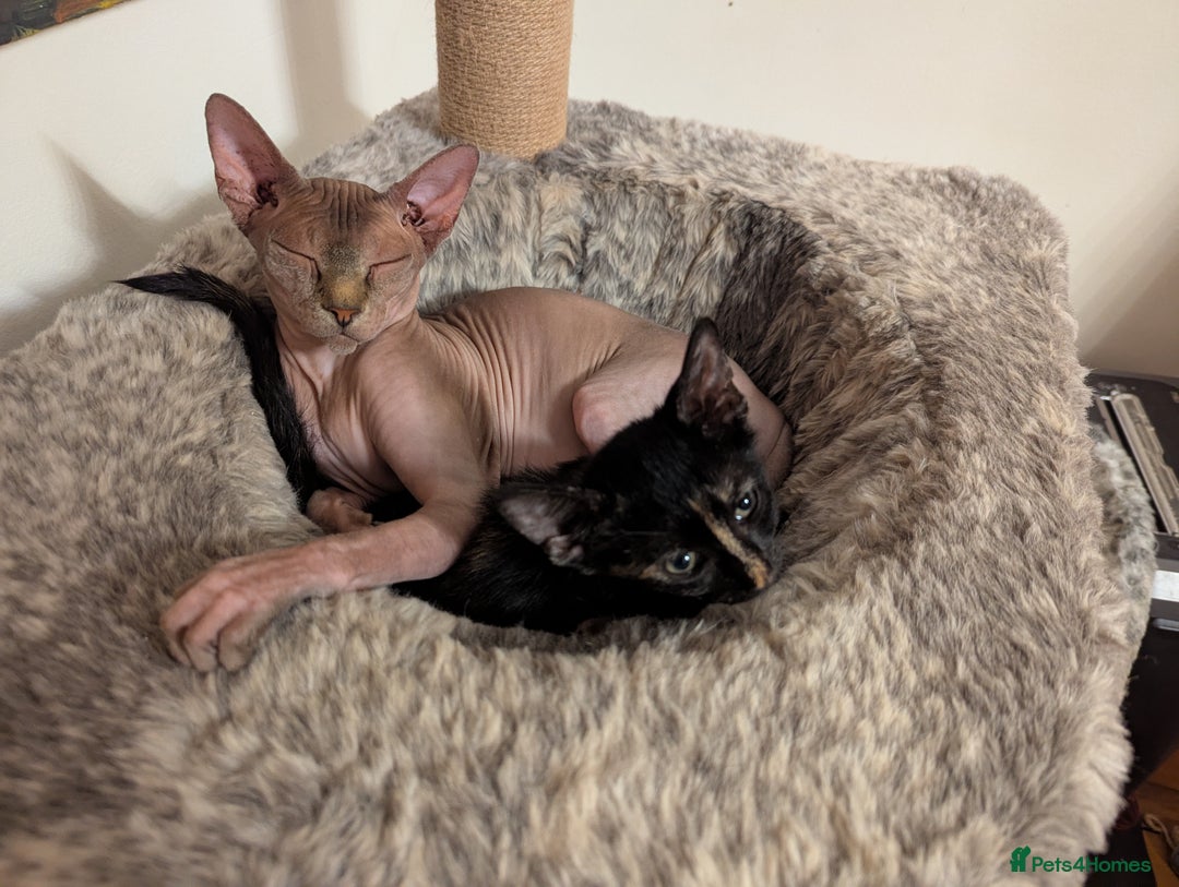 Mixed Breed cats for sale: 4 Tabby cats and one black with Sphynx mother - Image 6