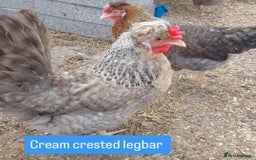 Chickens poultry for sale: Day old chicks / hatching eggs Brahma sussex Pekin - Image 2